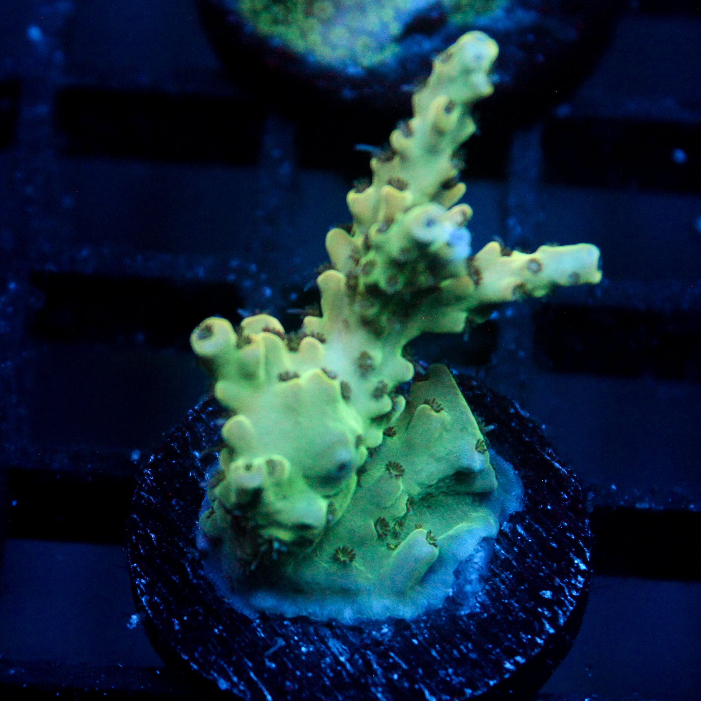 JC Crimson Crawlers Zoanthid Mix