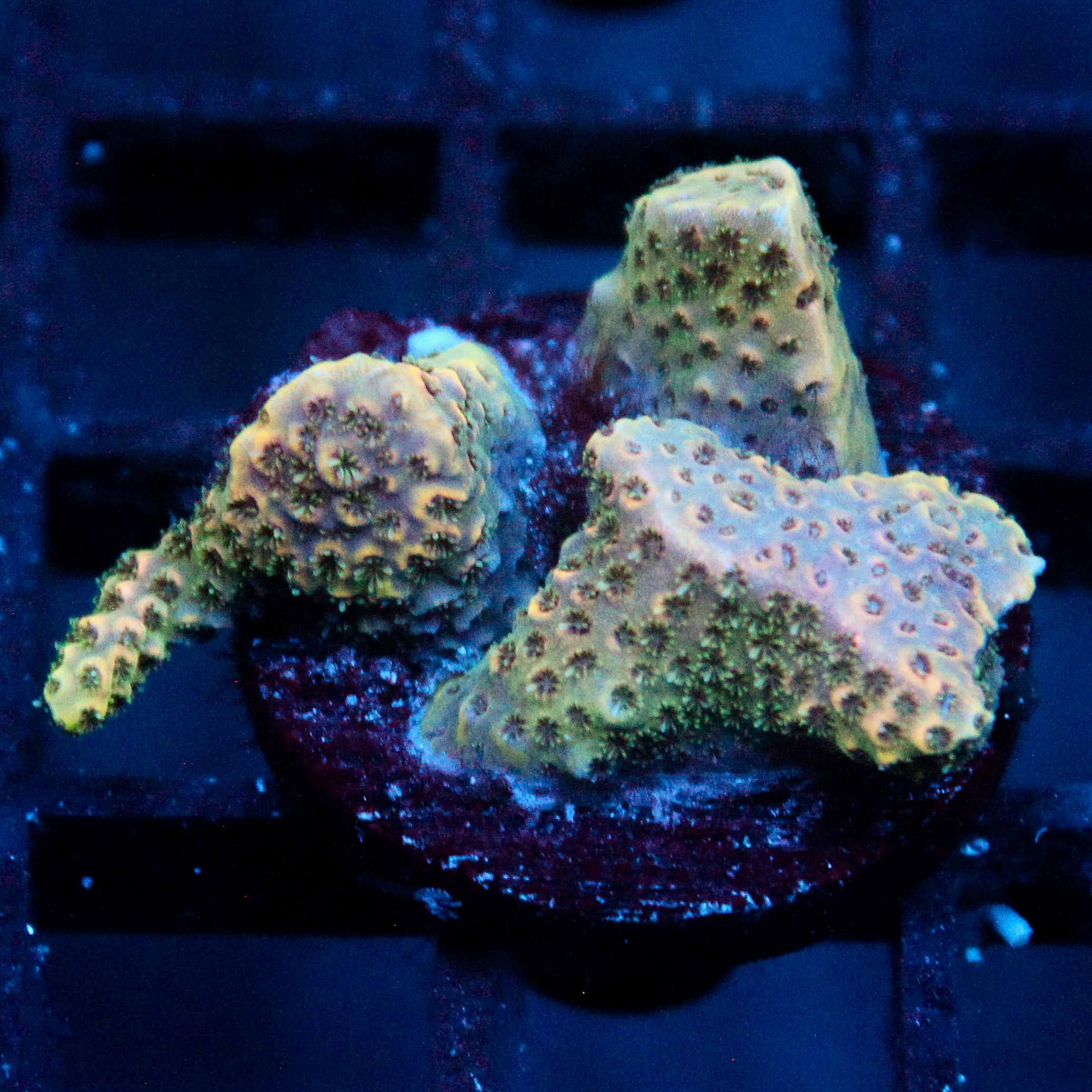 JC Magician's Zoanthid