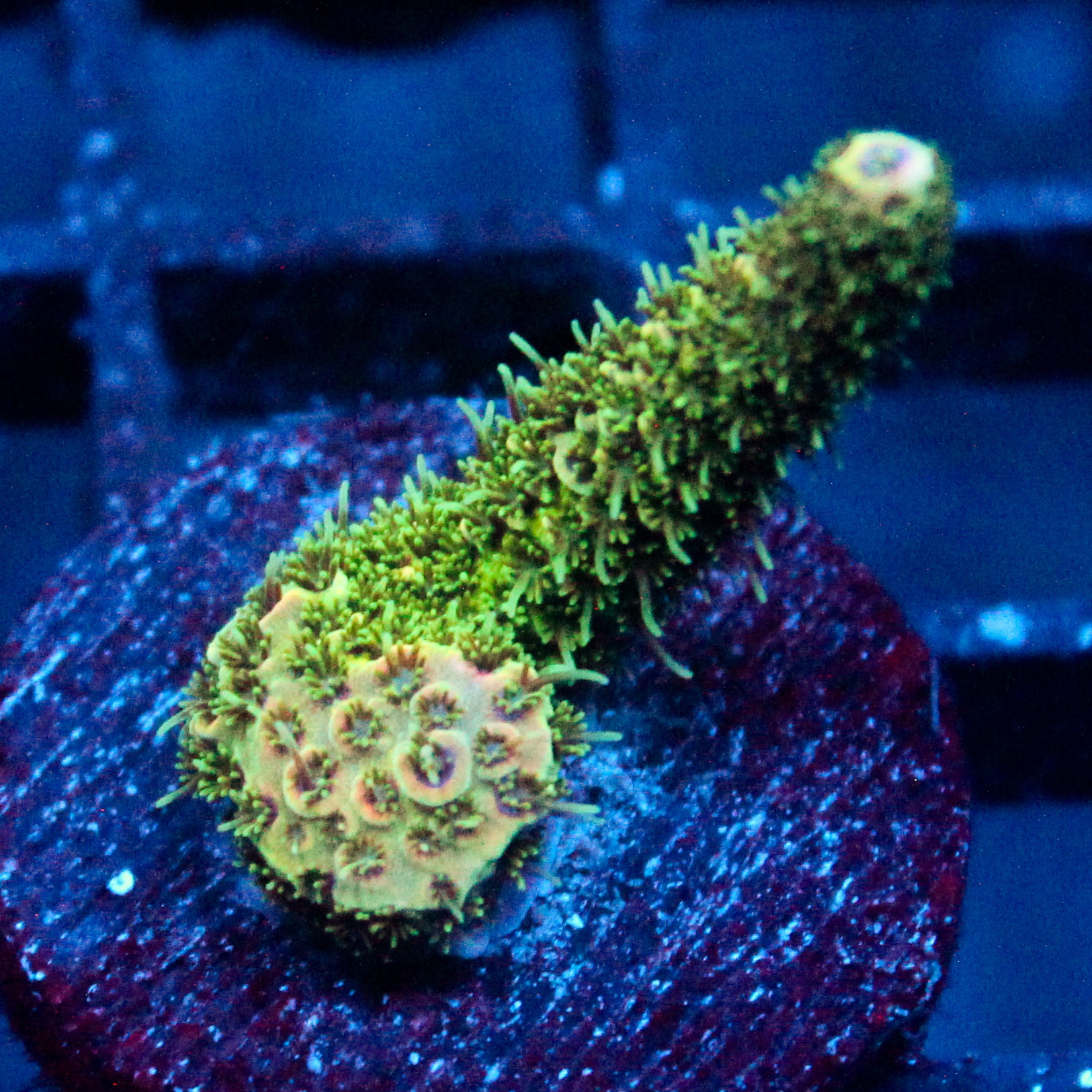 JC Green Demon Acro