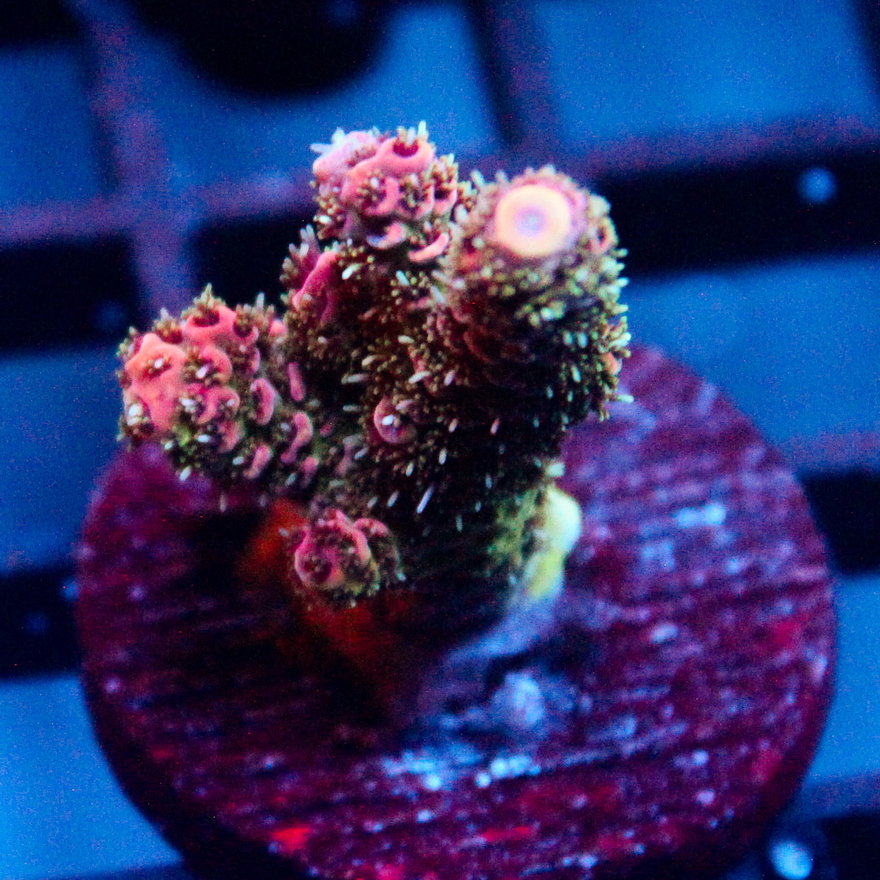 JC Pink Demon Acro