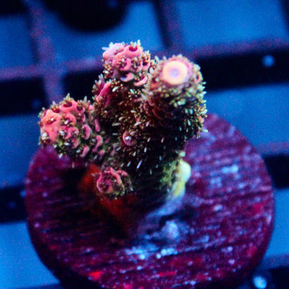 JC Pink Demon Acro