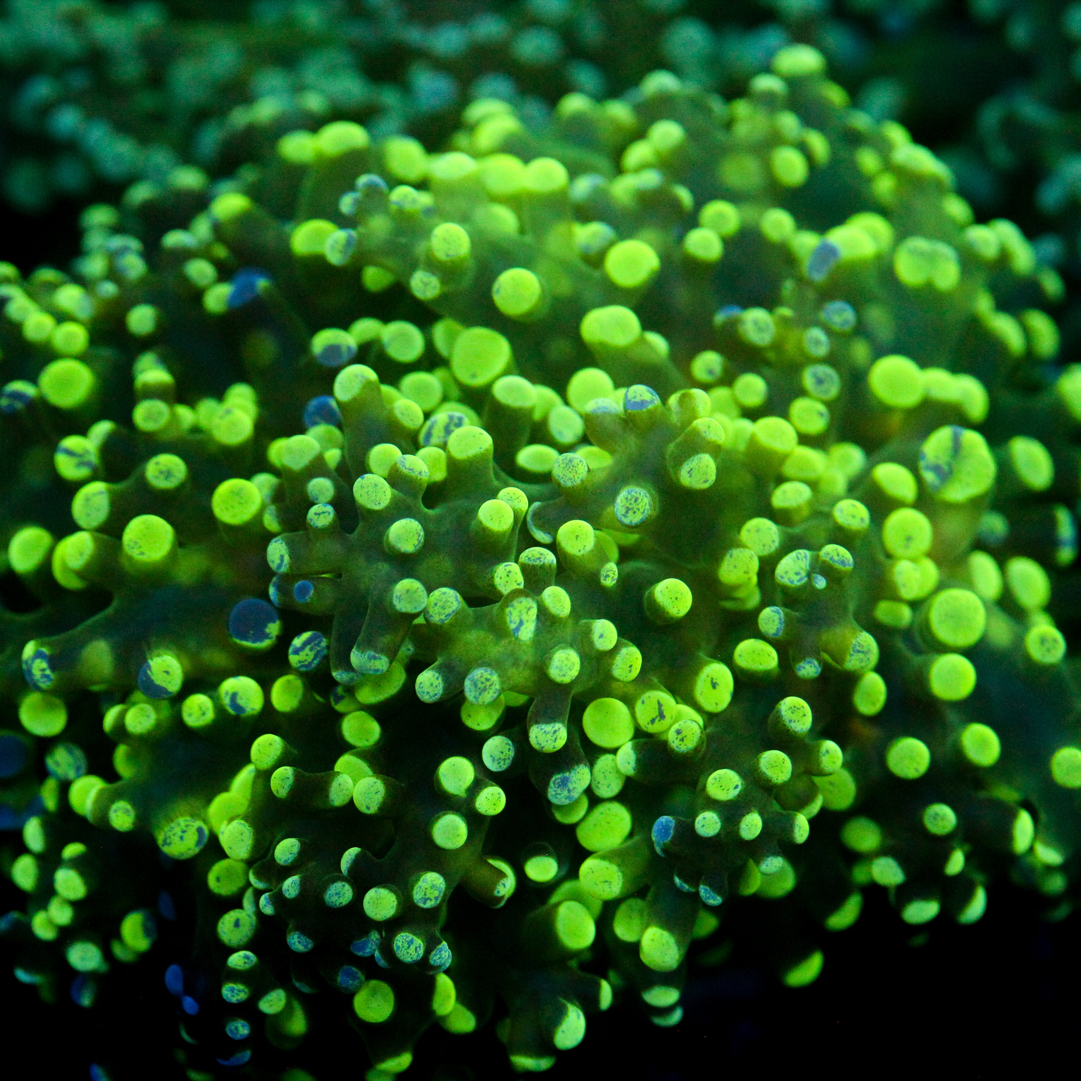 JC Splatter Frogspawn