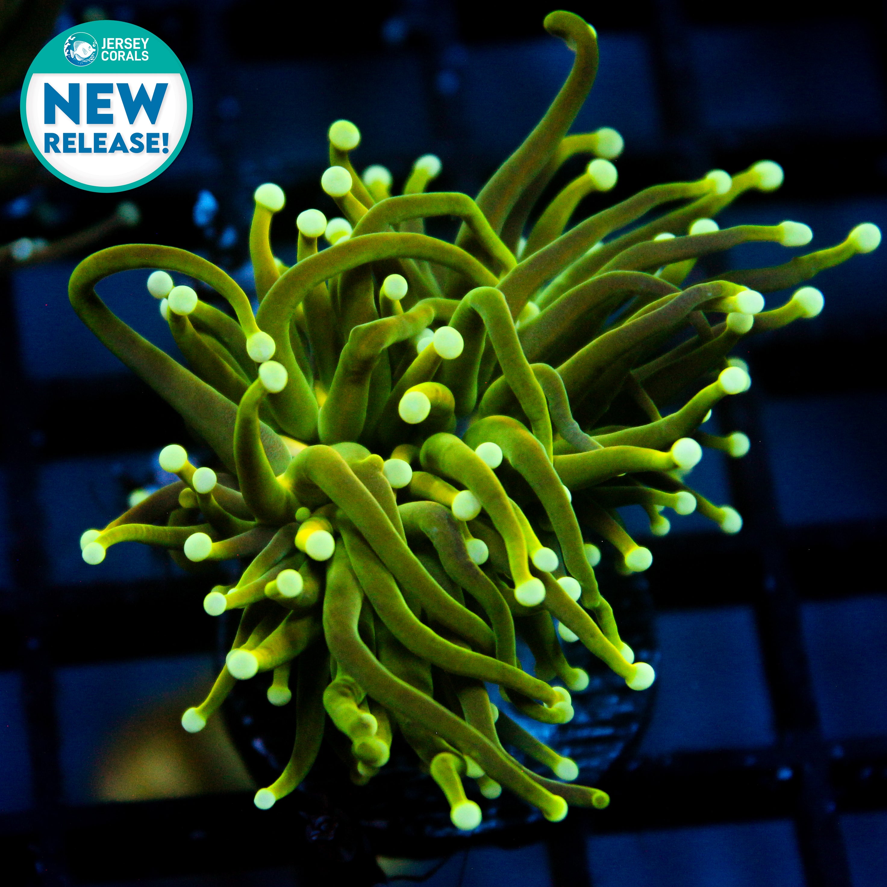 JC Fortress Slime Torch (New Release)