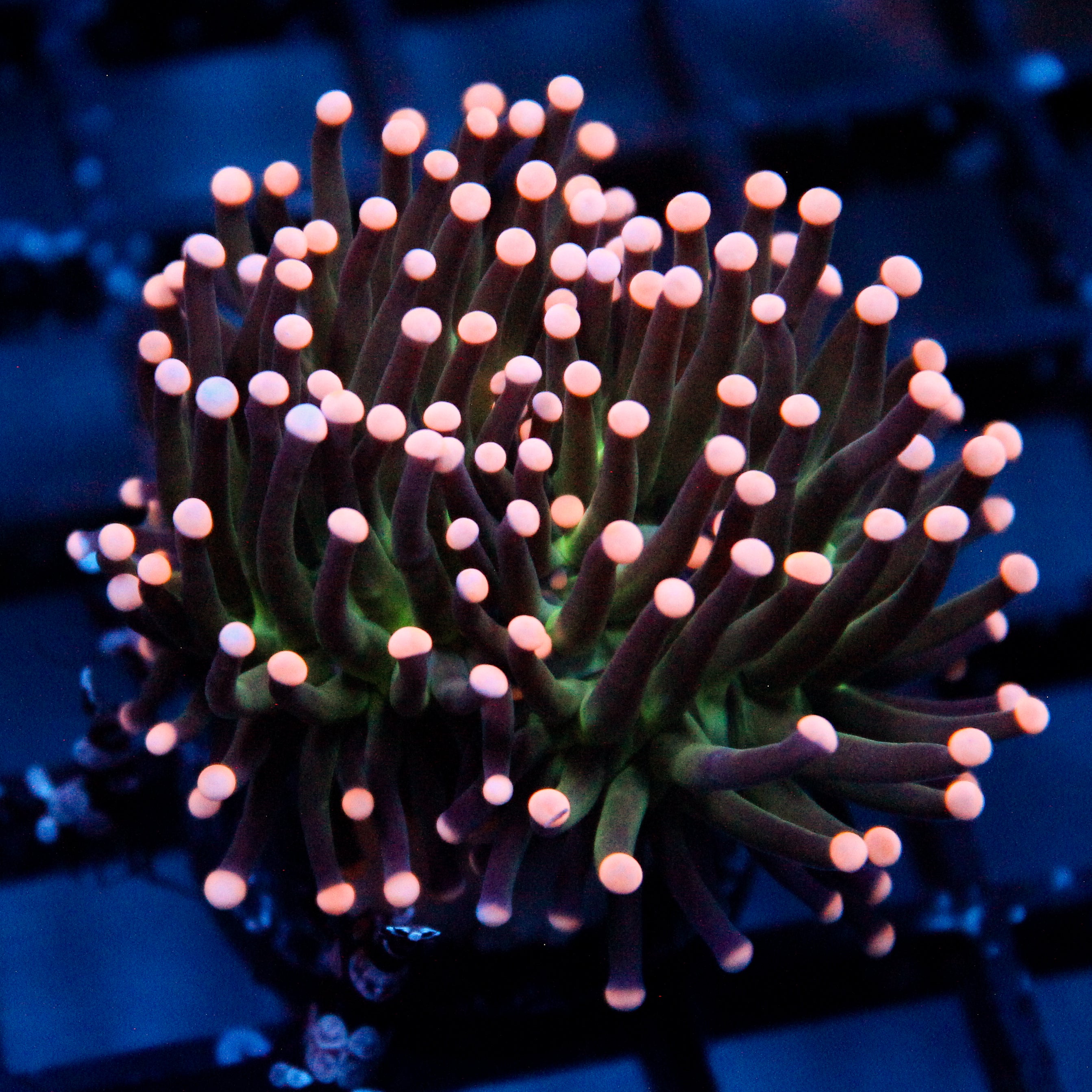 JC Pink Tip Hurricane Torch