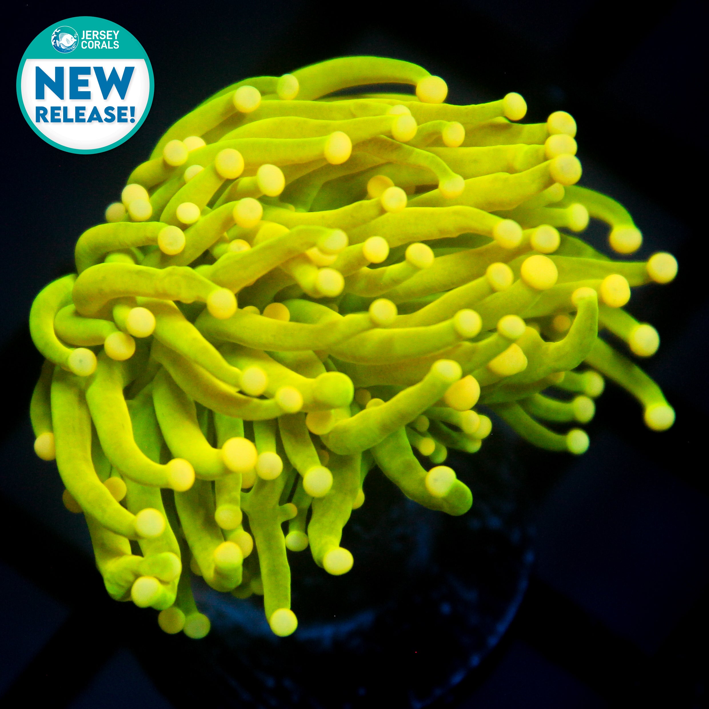 JC Warheads Holy Grail Torch (New Release)