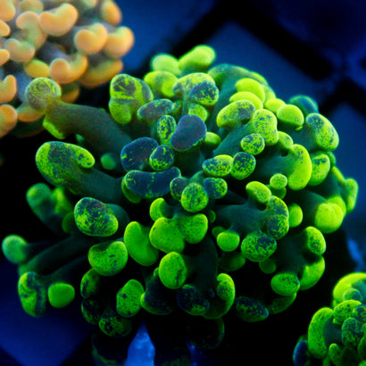 JC Ultra Splatter Hammer