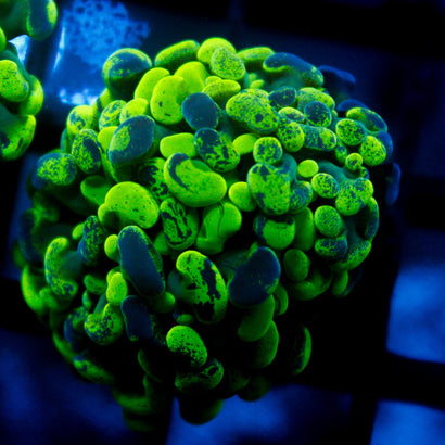 JC Bicolor Splatter Hammer