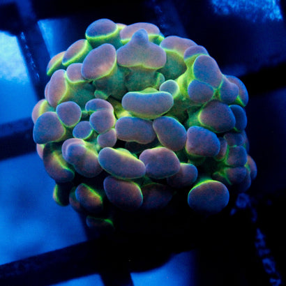 JC Ultra Hologram Hammer