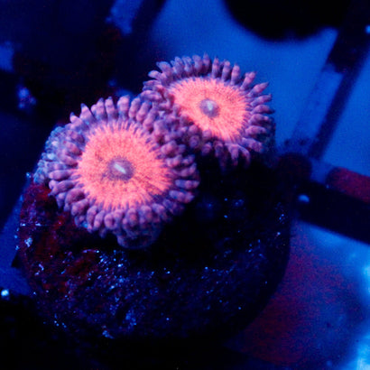Amber Bliss Zoanthid