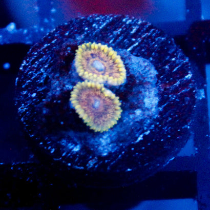 Golden Flare Zoanthid