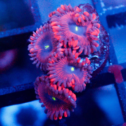 Red People Eater Zoanthid