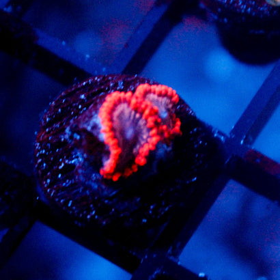 JC Utter Typhloshion Zoanthid