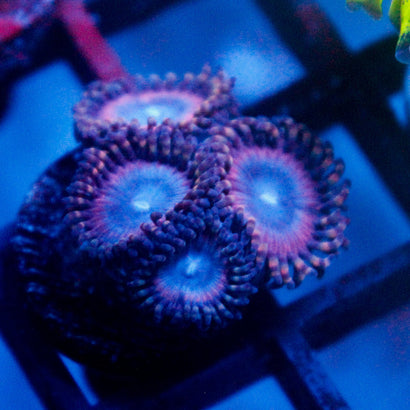 Subdued Molten Sulfer Zoanthid