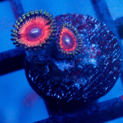 Extravaganza Zoanthid