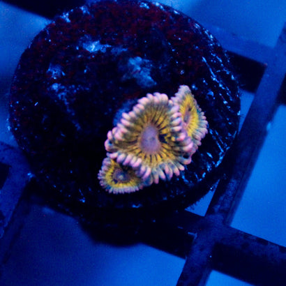 Pink Seam Zoanthid