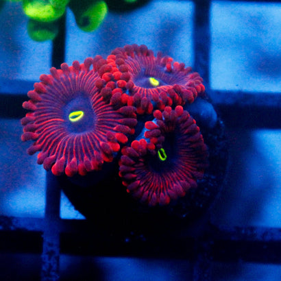 JC Red People Eater Zoanthid