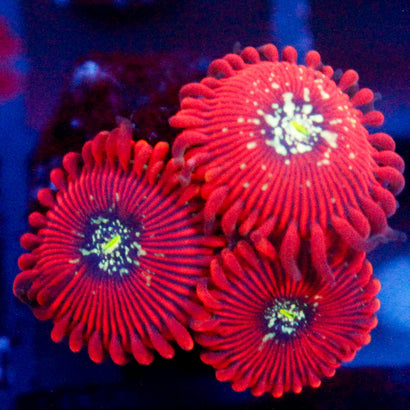 JC Magicians Zoanthid