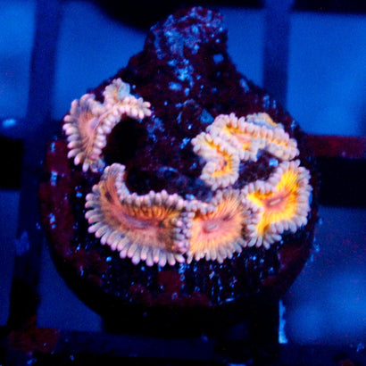 JC Blue Seam Zoanthid