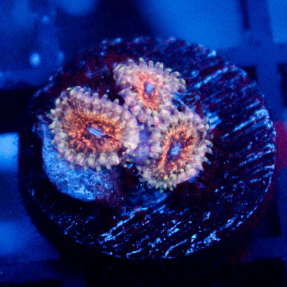 JC Neptunes Bounty Zoanthid
