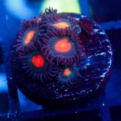 JC Alien Blood Zoanthid