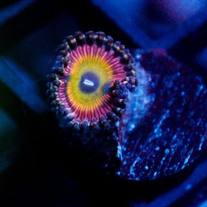 JC Hypnotoad Zoanthid
