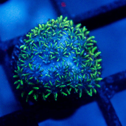 JC Sympodium Coral
