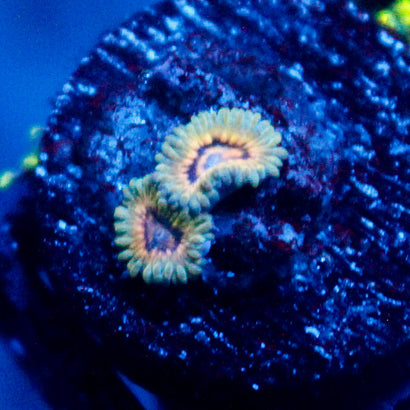 JC Oceanside Zoanthid