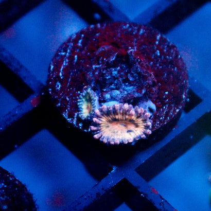 JC Purple Petals Zoanthid