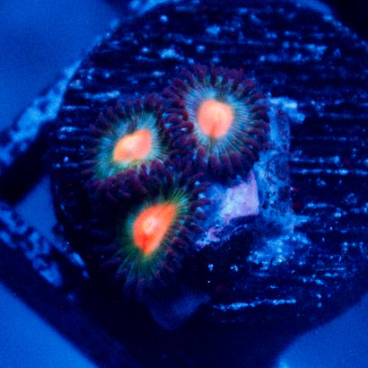 JC Blue Alien Blood Zoanthid