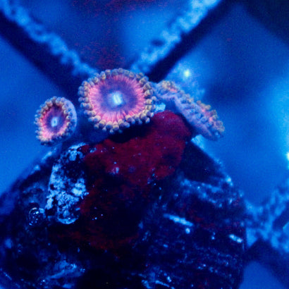 JC Pink Quasar Zoanthid