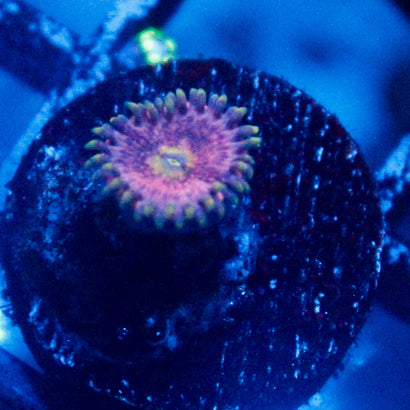 JC Pink lemonade Zoanthid