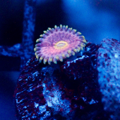 JC Pink lemonade Zoanthid