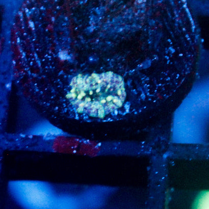 JC Baby Neptune Bounce Mushroom