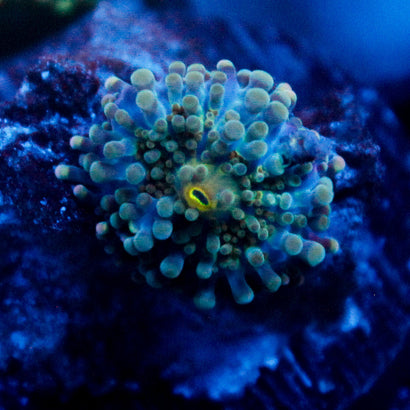 JC Blue Bubbles Yuma