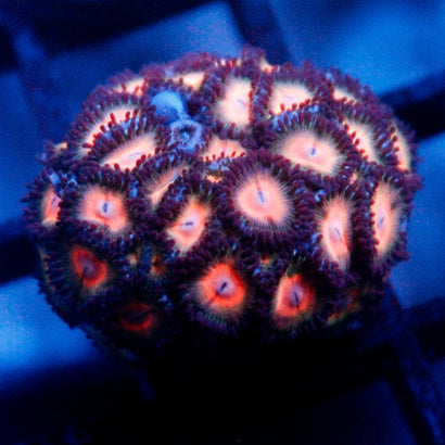 JC Peach Bellini Zoanthid