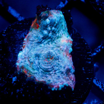 JC Blue Tide Chalice