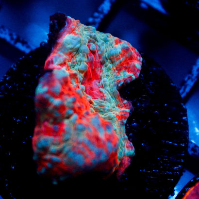 JC Unholy Trinity Chalice