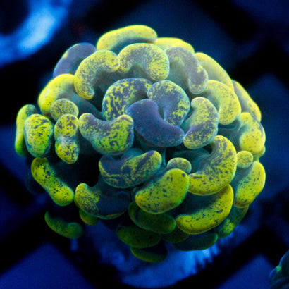 JC Yellow Splatter Hammer