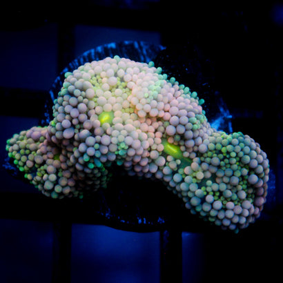 Lemonade Party Ricordea