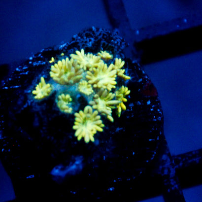 JC Yellow Petals Goni