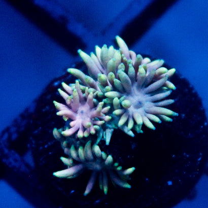 JC Pastel Rainbow Goni