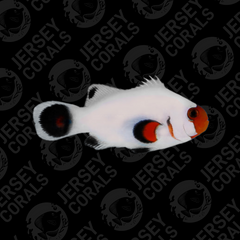 Wyoming White Clownfish