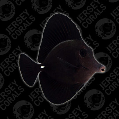 Black Tang - 5-6”