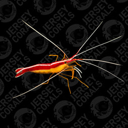 Skunk Cleaner Shrimp (Multiples Available)