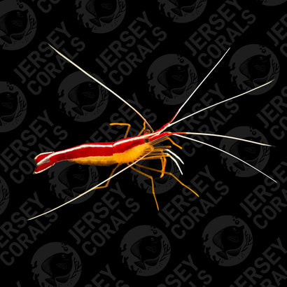 Skunk Cleaner Shrimp (Multiples Available)