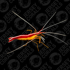 Skunk Cleaner Shrimp (Multiples Available)