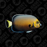 Conspicillatus Angelfish - Captive-Bred