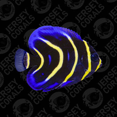 Cortez Angelfish - Captive bred