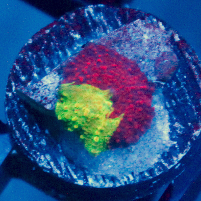 JC Ultra Eclectus Mushroom