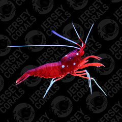 Blood Shrimp (Multiples Available)